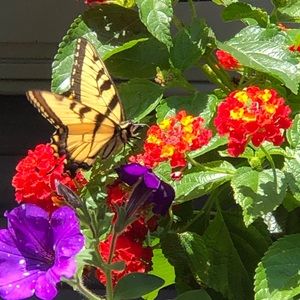 Meet your Posher, Carol